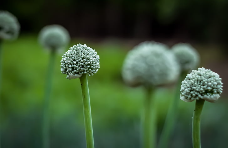 flower, green, onion, onion seed, growth, focus on foreground, plant