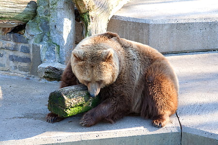 καφέ αρκούδα, Ζωολογικός Κήπος, θηλαστικό, αρπακτικό