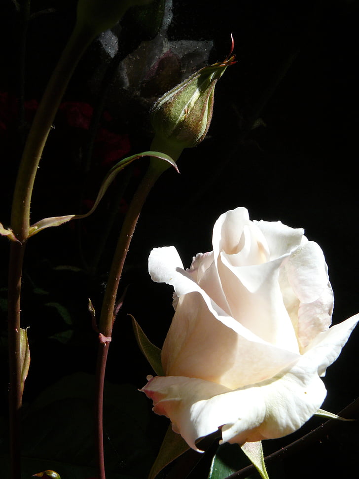 ökade, vit ros, blomma, vit, Romance, Kärlek, Valentine