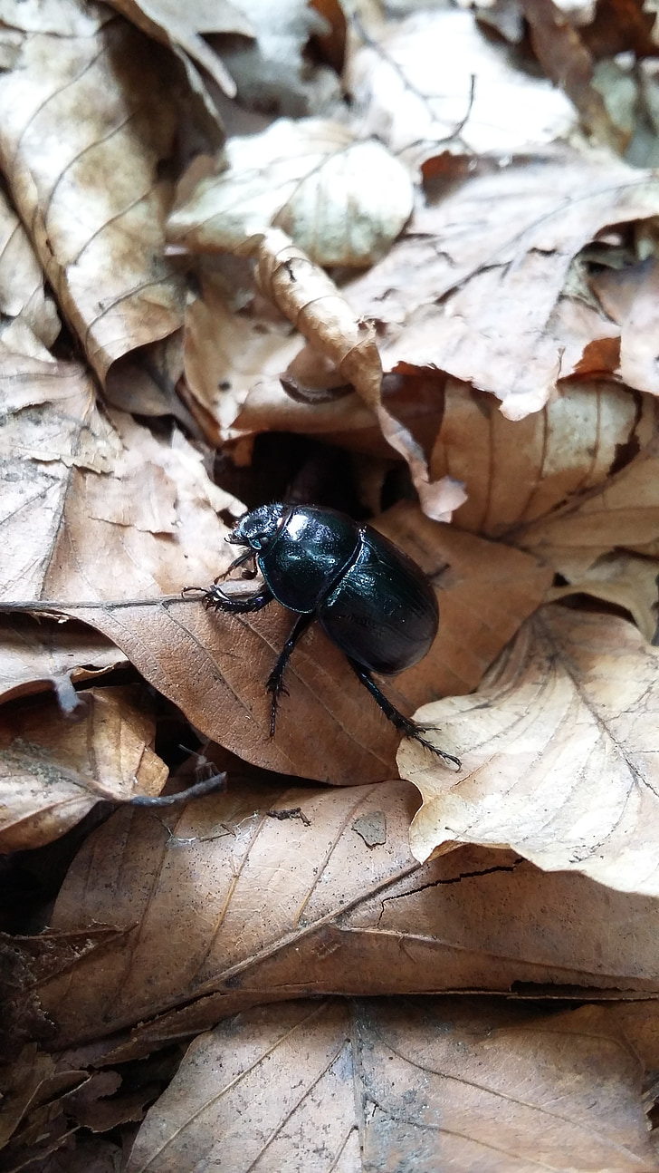Beetle, noir, insectes, animal, nature, Forest