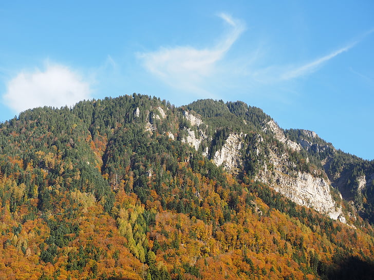 bergen, hösten, höstfärg, fjällskog, skogen