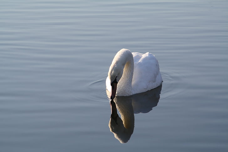 Cigne, bonica, l'aigua, nedar, imatge en el mirall, ocell, blanc