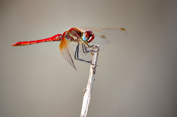 Dragonfly, insektov, makro, narave, na prostem, krila, ena žival