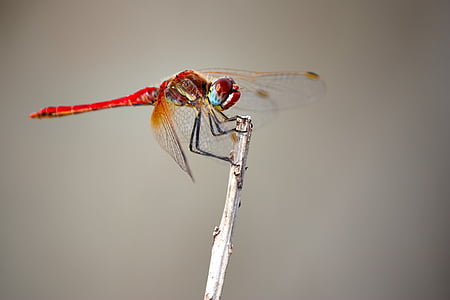 Dragonfly, hyönteinen, makro, Luonto, ulkona, siivet, yksi eläin