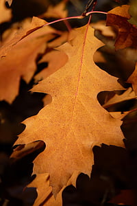 Maple, daun, daun, musim gugur, pohon, hutan, coklat
