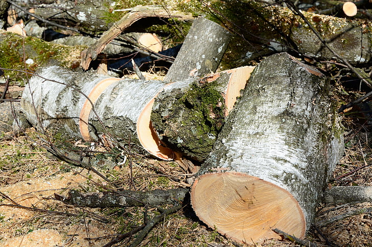 kayu bakar, Birch, kayu, Birch log, Birch kayu, alam, kayu