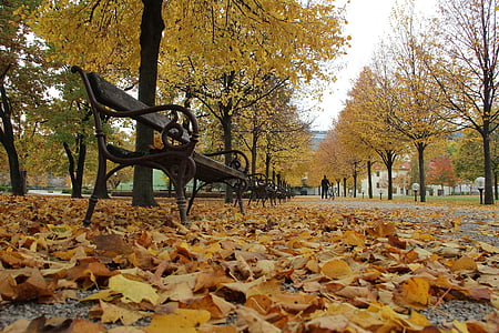 jesen, list, zemlja, priroda, klupa, Promjena, drvo
