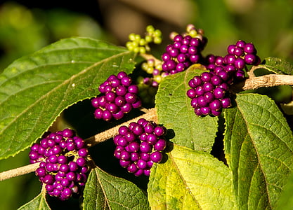 arbuste de feuilles de velours, Callicarpa pendunculata, petits fruits, Purple, feuille, Native, sauvage