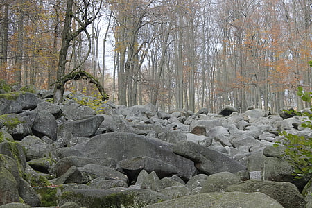 otoño, piedras, roca, bosque, árboles, color de otoño