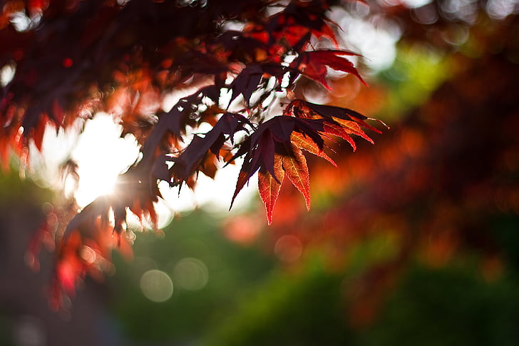 Arce, hojas, follaje, rojo, otoño, caída, temporada