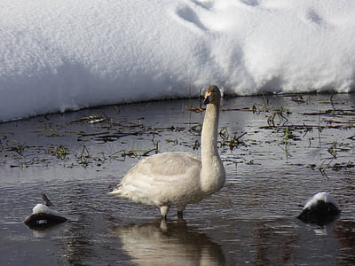 swan, bird, raufoss, norway, water, river