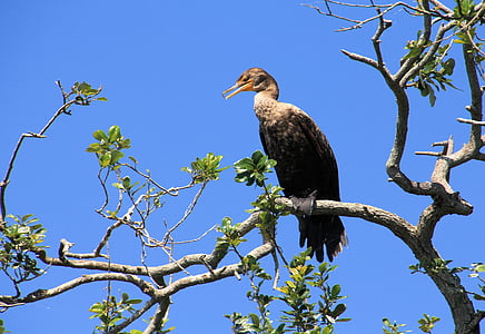 cormorant, female, nature, wildlife, bird, feather, tree branch