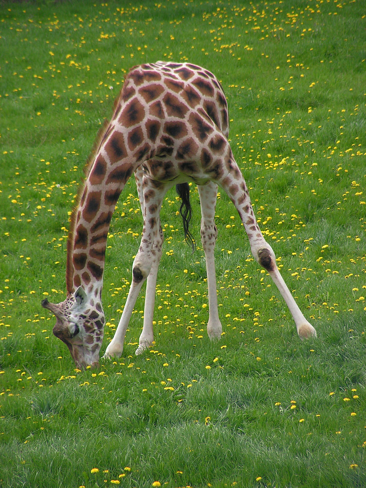 žirafa, pasejo, trava, živali, narave, sesalec, prosto živeče živali