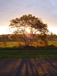 árbol, puesta de sol, luz, filtro, filtrado de, luz del sol, salida del sol
