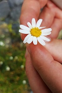 Margarida, primer pla, blanc, macro, flor, jardí, detall