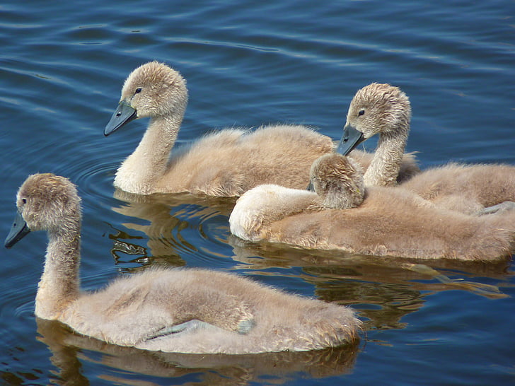 swans, chicks, young animals, water bird, water, bird, swan