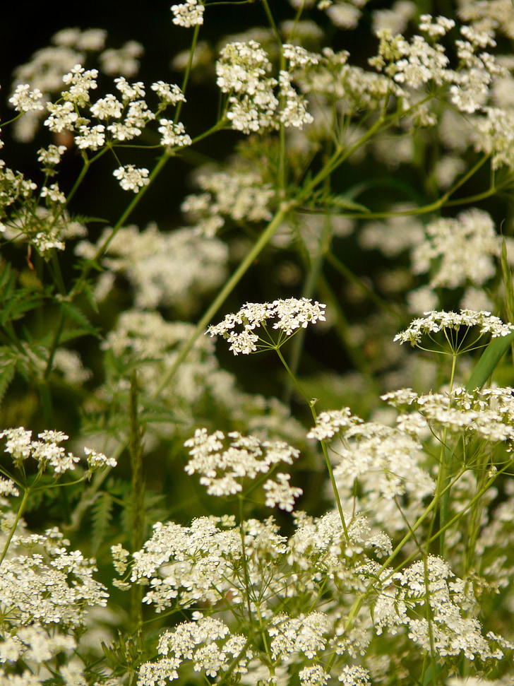 cow parsley, chervil, pointed flower, herb, blossom, bloom, white