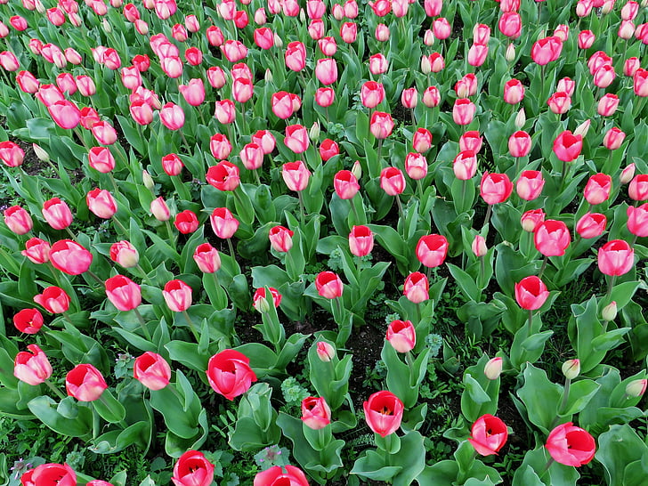 Tulipani, primavera, fiore di primavera, mare di fiori, rosa