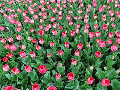 tulipanes, primavera, flor de primavera, Mar de flores, rosa