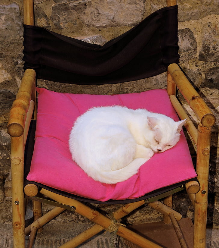 kucing, tidur, kursi, kayu, dinding, batu, hewan peliharaan