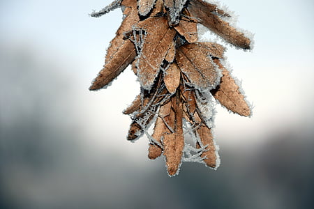 hạt giống, lạnh, Frost, eiskristalle, mùa đông, tuyết, đóng