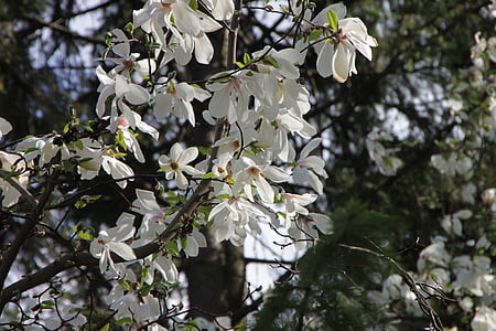 Kwitnienie, kwiaty, Magnolia, różowy, drzewo, biały, rośliny