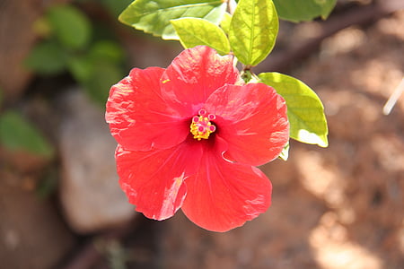 flower, blossom, red, mediterranean, nature