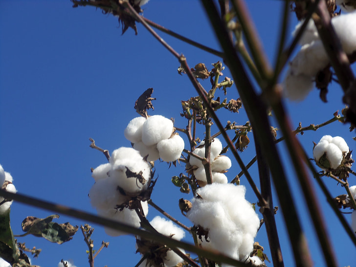 cotton, white, plant, sky, blue, harvest, crop