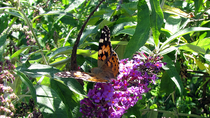 Painted lady, Motyl, liliowy, fioletowy, owad