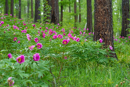 flowers, peony, larch forests, june, bogart village, mongolia, nature
