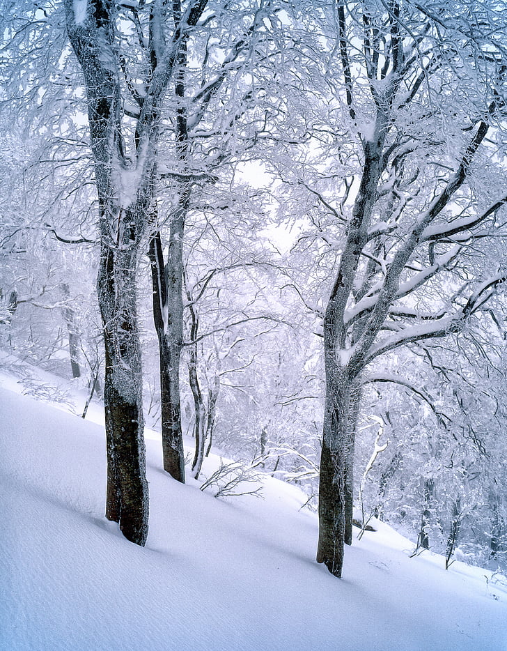 snö, bokskogen, fryst, Shirakami-sanchi, januari, World heritage regionen, Japan