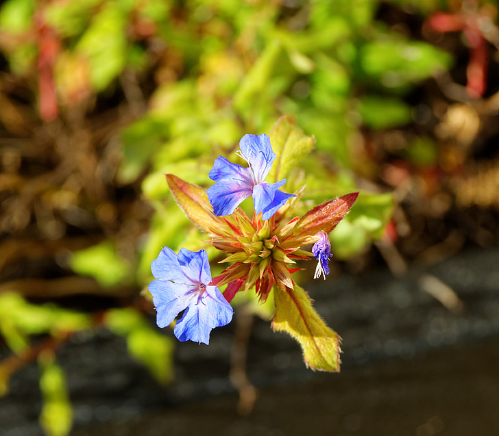flower, blue, nature, floral, spring, plant, leaf