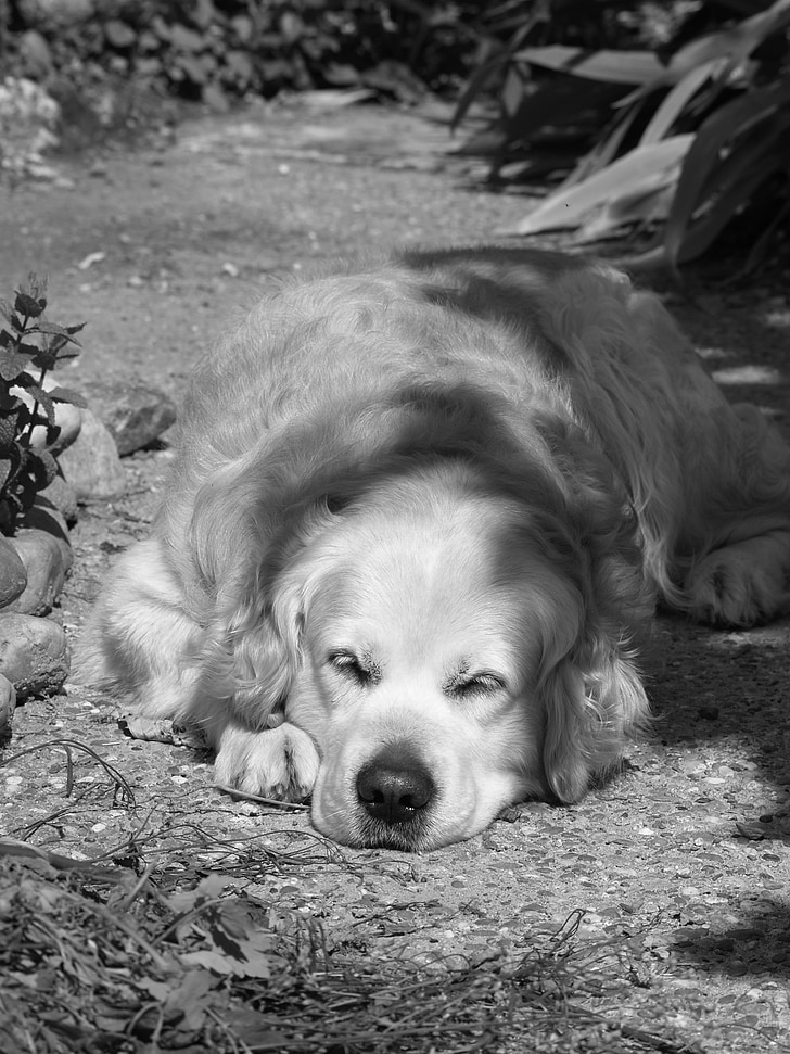 dog, golden, golden retriever, animal, calm, sleep, rest