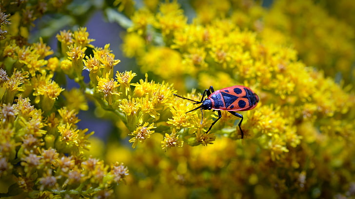 fire beetle, insect beetle, nature, close, insect photo, animals, insect