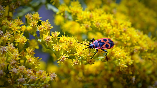 scarabée de feu, insecte coléoptère, nature, fermer, photo insecte, animaux, insecte