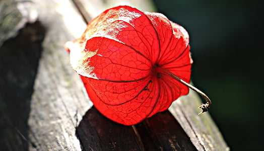 lampionblume, Физалис alkekengi, декоративное растение, околоплодник, Флора, Природа, nachtschattengewächs
