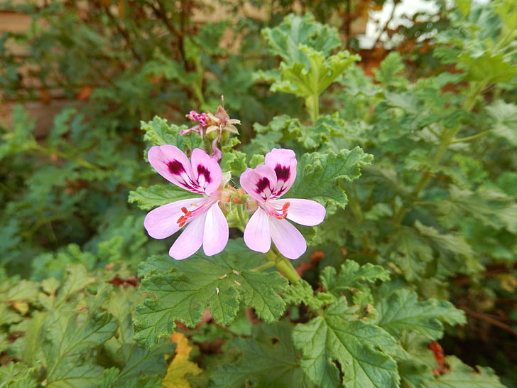 geranium, flower, pink
