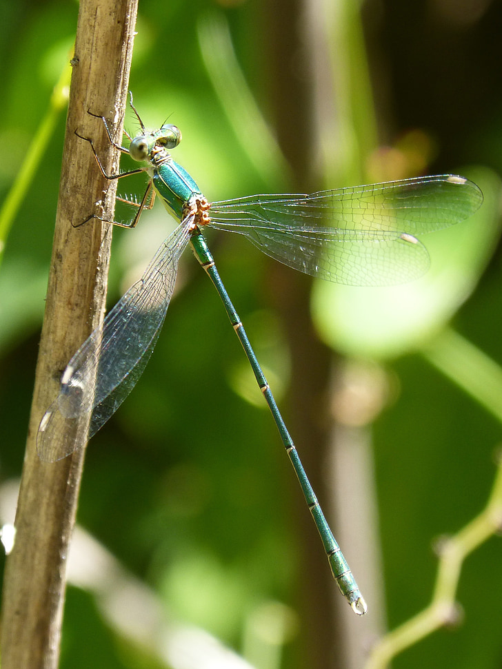 roheline dragonfly, tiibadega putukas, tiik, märgala, sillerdav, Ilu, vars