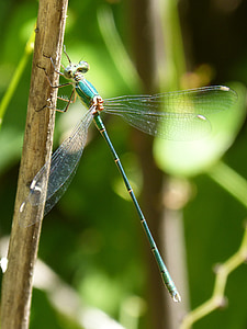 libélula verde, insecto con alas, estanque, humedal, iridiscente, belleza, tallo