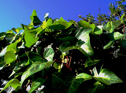 Ivy, horolezec, Zelená, listy, Slnečné svetlo, Sky, modrá
