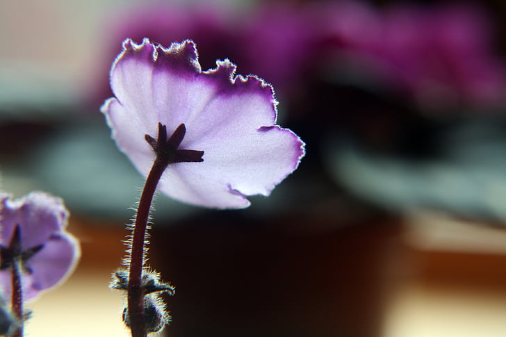 violeta, porpra, efecte de llum, flor, planta d'interior