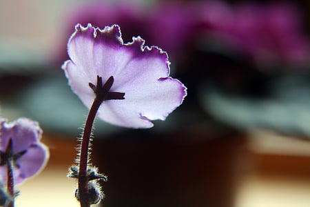 Violet, paars, lichteffect, bloem, binnen plant