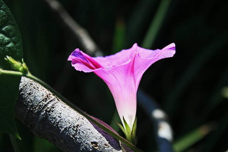 pink morning glory flower, flower, trumpet, pink, wild, weed, delicate