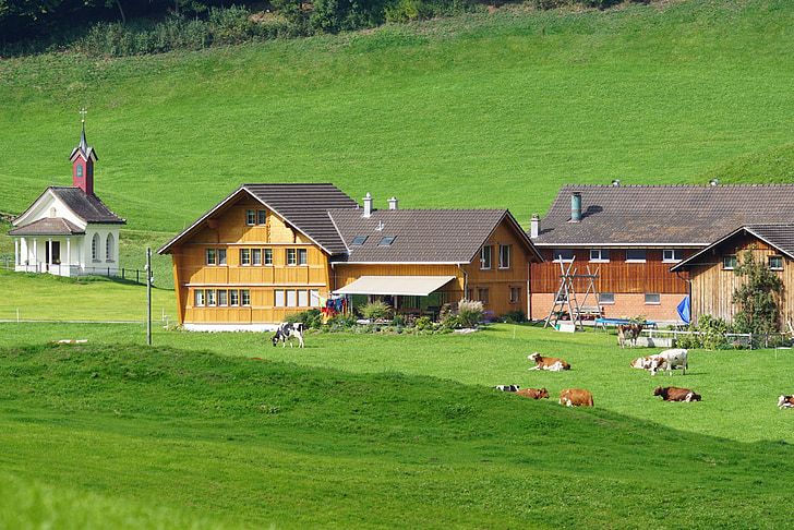 Swiss, Appenzell, penyelesaian, sapi, padang rumput, rumah Appenzell