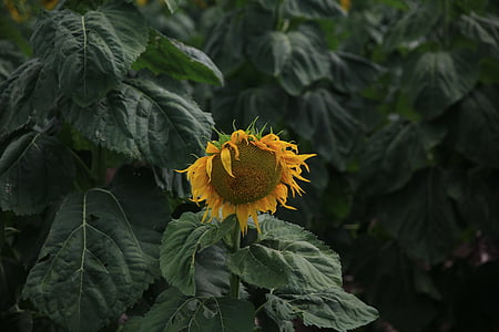 bunga matahari, kuning, kelopak, bidang, pertanian, Taman, alam