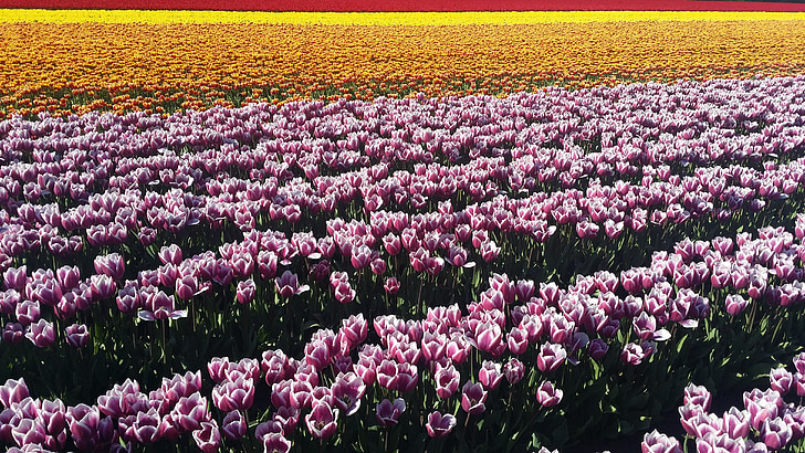 Prado flores, tulipas, Primavera