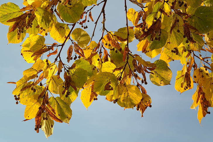 Linde, strom, podzim, semena, létající semena, barevný podzim, listy