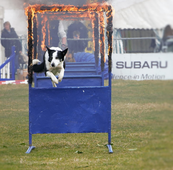 sheep dog, jumping through fire, bravery, competition, training, dog breed