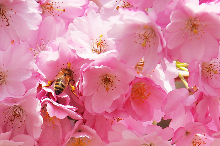 Bite, koks, puķe, zieds, apputeksnēšana, balta, kukainis