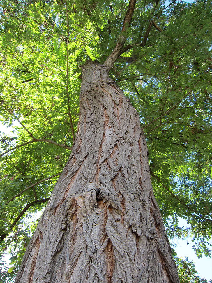 träd, bark, naturen, Logga in